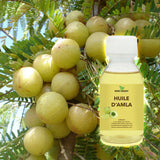macéré dans l'huile de coco des fruits de l'amla.