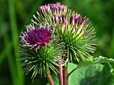 Les feuilles et les fleurs de bardane