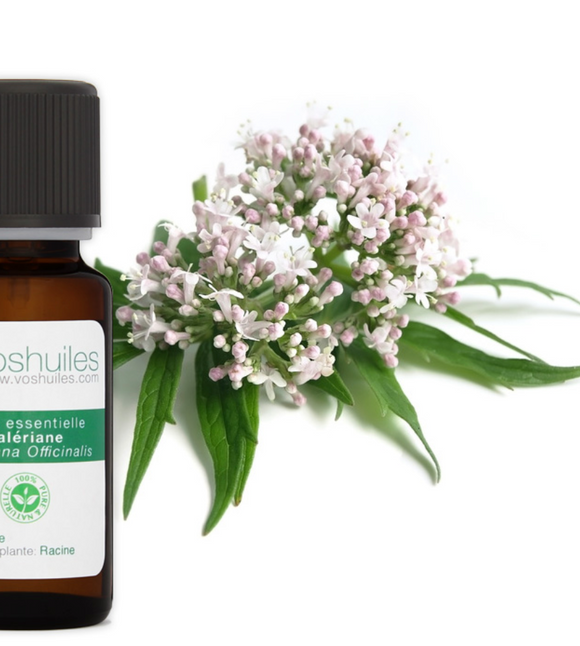 L'huile essentielle de valériane officinale