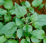 Roi des Herbes (Ageratum conyzoides) en poudre.