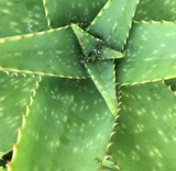 Jus d'Aloe vera natif, 100% pur et naturel.