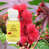 graine du ricin, arbrisseau originaire d'Afrique tropicale. 