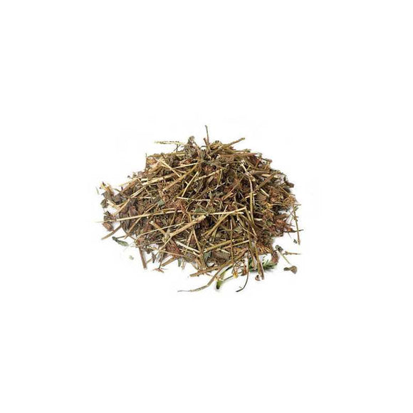 L'aurone mâle séchée du genre Artemisia