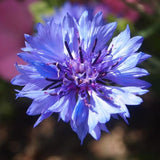 Bleuet, centaurée bleuet, audifoin, barbeau, blavelle, bleuet des champs, casse-lunettes, fleur de Zacharie