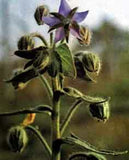 fleur de bourrache
