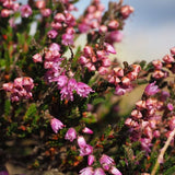 fleur de bruyère