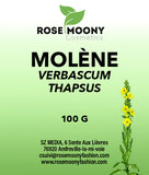 bouillon-blanc