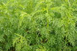 aurone mâle Artemisia plante